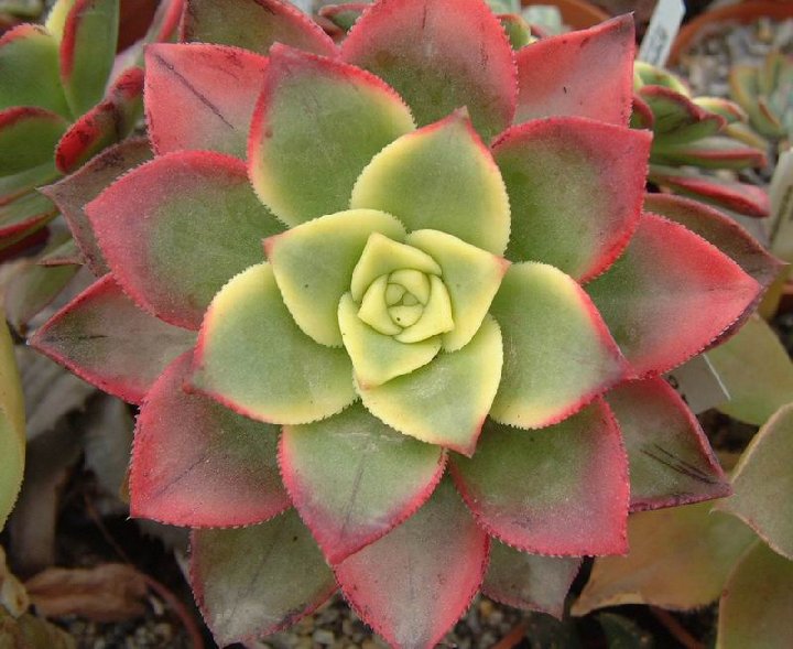 Aeonium cv Kiwionium JLcoll.078